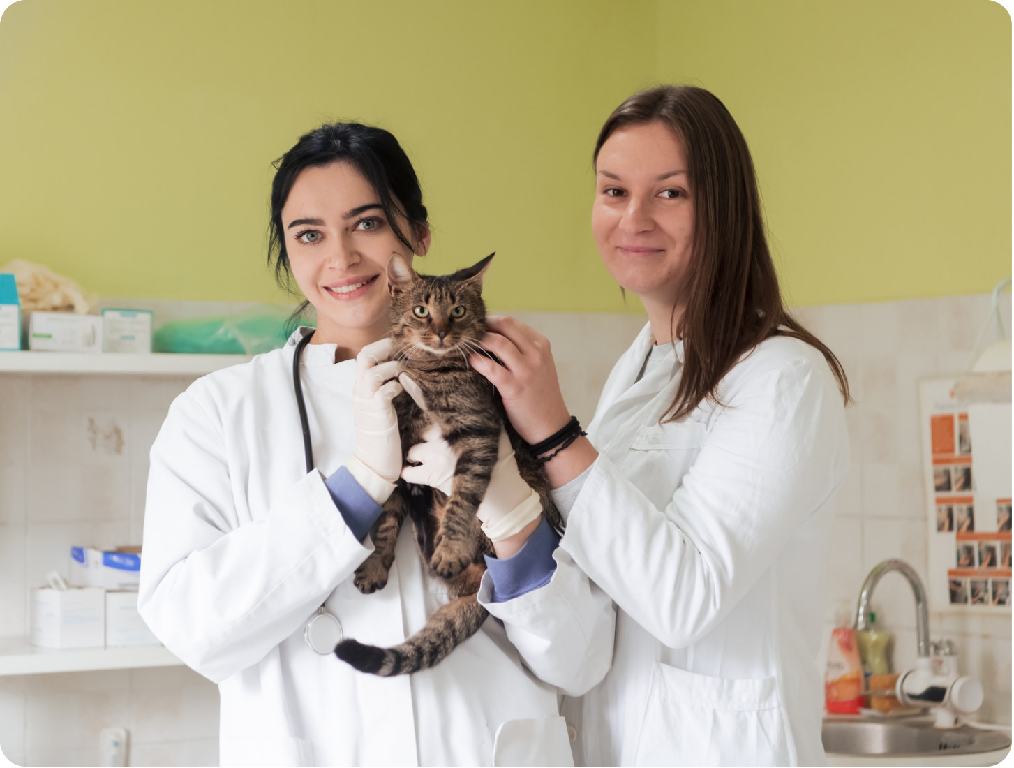 Taurina para Gatos: El Nutriente del que Depende su Salud